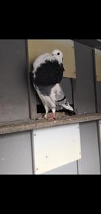 Mooie jonge duif 5 maanden oud bieden, Vrouwelijk, Kropper
