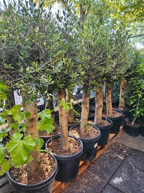 Olijfbomen dikke grillige stam; €139 gratis bezorgd Hsum eo, Tuin en Terras, Planten | Bomen, Olijfboom, 100 tot 250 cm, Volle zon