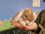 Hangoor dwergkonijnen | Jonge nestjes met tamme hangoren., Meerdere dieren, Dwerg, Hangoor, 0 tot 2 jaar