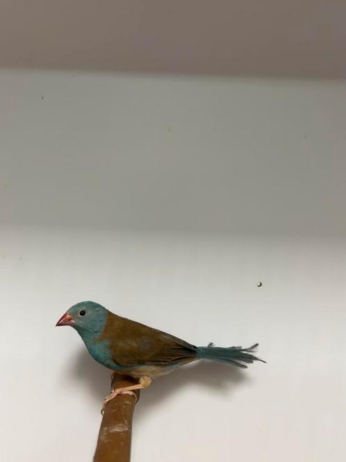 2-0 blauwkop blauwfazantje, Dieren en Toebehoren, Vogels | Overige Vogels, Tropenvogel, Mannelijk, Geringd