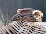 neushoornvogel schedel, Verzamelen, Dierenverzamelingen, Ophalen of Verzenden, Zo goed als nieuw, Vogel, Schedel