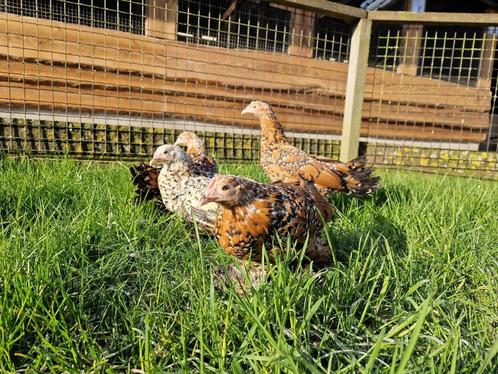 Sabelpoot krielkip | Jonge, kleine kippen | goed advies!, Dieren en Toebehoren, Pluimvee, Kip, Vrouwelijk