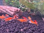 Neocaridina sunbust koi garnalen, Dieren en Toebehoren, Vis