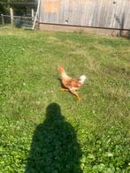 Haan te koop leghorn, Dieren en Toebehoren, Mannelijk, Kip