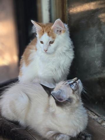 maine coon kittens 2 katertjes beschikbaar voor biedingen