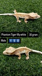 1.0 Wimpergekko Tiger Lilly White 2024, Dieren en Toebehoren, Hagedis, Tam, 0 tot 2 jaar