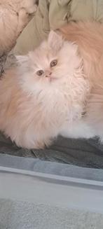 Prachtige Maine coon Kittens, Dieren en Toebehoren, Meerdere dieren, Ontwormd, 0 tot 2 jaar