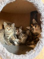Lief en heel mak nestje kittens tijgerpoes lap en grijs, Meerdere dieren, Kortharig, 0 tot 2 jaar