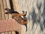 Te koop  mechelse herder teefje, Dieren en Toebehoren, 8 tot 15 weken, Teef, Eén hond, Herder