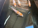 Koi kaper kohaku (tam), Dieren en Toebehoren, Vissen | Vijvervissen, Karper of Koi