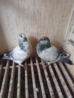 Postduiven jonge duiven, Meerdere dieren, Postduif