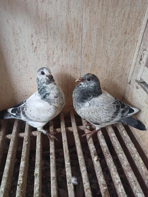 Postduiven jonge duiven, Dieren en Toebehoren, Vogels | Duiven, Postduif, Meerdere dieren