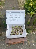 Gratis meenemen stekjes tiny tom tomaatjes, Tuin en Terras, Ophalen, Volle zon, Groenteplanten, Eenjarig