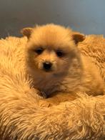 Beeldschone Pomeriaan pups! Diverse kleuren, Nederland, Keeshond, CDV (hondenziekte), 8 tot 15 weken
