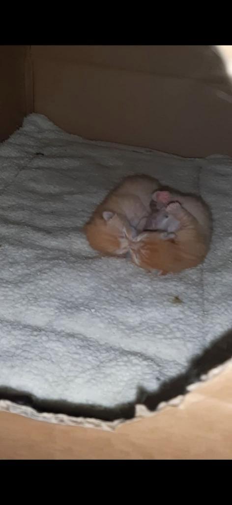 Broertje en Zusje Europese korthaar., Dieren en Toebehoren, Katten en Kittens | Raskatten | Korthaar