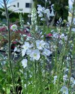 Veronica gentianoides (ereprijs) blauw vaste plant, Tuin en Terras, Bodembedekkers, Volle zon, Vaste plant, Ophalen of Verzenden