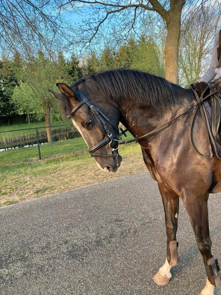 Lieve 5 jarige merrie te koop, Dieren en Toebehoren, Paarden