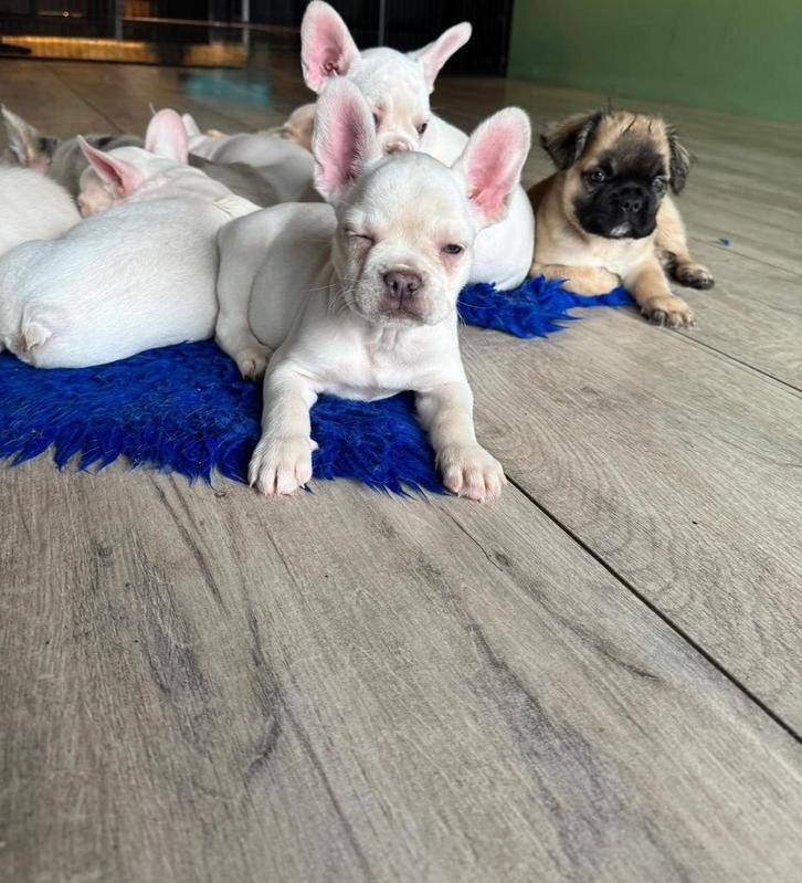 Franse Bulldog pups.Met neus!!Wij mogen verhuizen, Dieren en Toebehoren, Honden | Bulldogs, Pinschers en Molossers, Meerdere dieren
