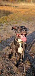 Amerikaanse stafford Benji, Parvo, Eén hond, 3 tot 5 jaar, Nederland