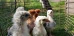 Orpington groot kuikens, Dieren en Toebehoren, Meerdere dieren, Kip