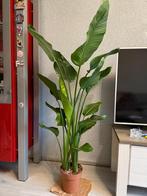 Strelitzia Nicolai, Huis en Inrichting, Kamerplanten, Ophalen, Halfschaduw, 150 tot 200 cm