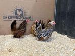 Jonge tamme Chabo krielkippen - gesekst en ingeënt, Dieren en Toebehoren, Pluimvee, Vrouwelijk, Kip