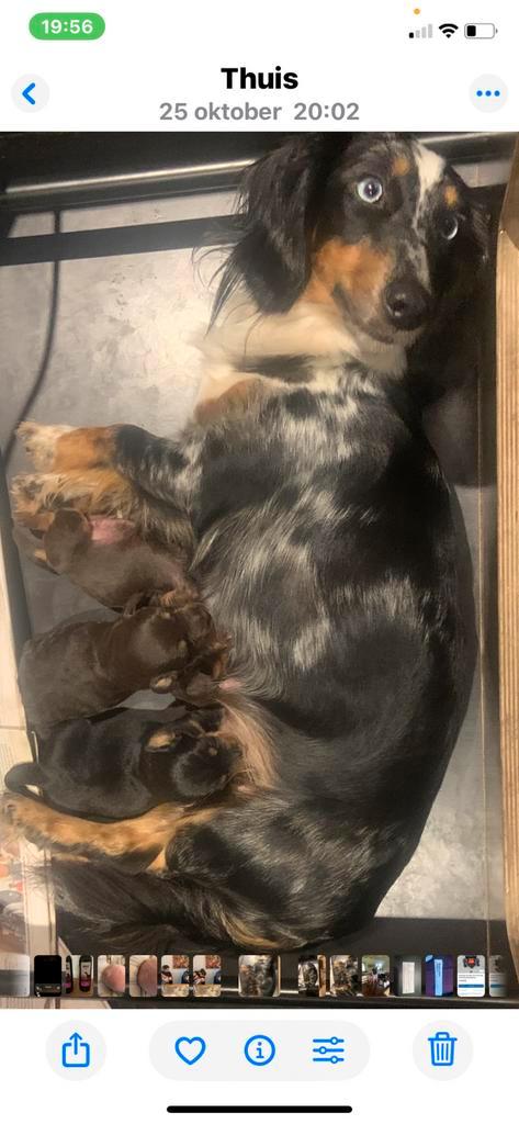 Hele mooie teckel pups, Dieren en Toebehoren, Honden | Teckels en Dashonden, Meerdere dieren, Korthaar, Standaard, Particulier