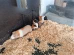 3 cavia zeugjes driekleur, Dieren en Toebehoren, Knaagdieren, Cavia, December, Vrouwelijk, Tam
