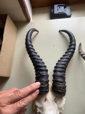 Te koop; hoorns schedel kalahari springbok zeer groot dorcas beschikbaar voor biedingen