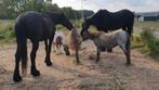 Paarden verzorger / verzorgster gezocht, Verzorging of Verzorgpony's
