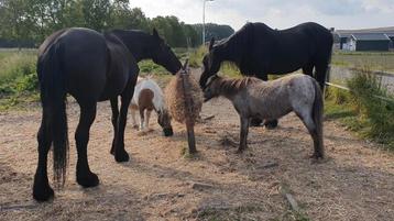 Paarden verzorger / verzorgster gezocht beschikbaar voor biedingen