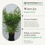 Fargesia Nitida Winter Joy | Groenblijvend, Niet-Woekerend, Overige soorten, Vaste plant, Ophalen of Verzenden, Halfschaduw