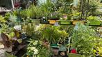 Diverse planten voor kleine prijsjes, Tuin en Terras, Planten | Tuinplanten, Volle zon, Vaste plant, Zomer, Ophalen