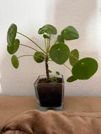 Mooie jonge pannekoekenplant, Huis en Inrichting, Kamerplanten, Ophalen, Halfschaduw, Minder dan 100 cm