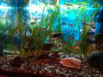 Diverse aquarium vissen, Vis