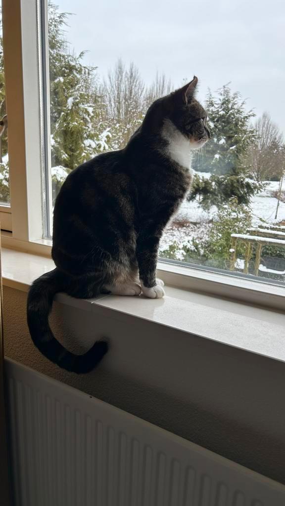 Gecastreerde Kater, 3 jaar, aangeboden, Dieren en Toebehoren, Katten en Kittens | Overige Katten, Kortharig, Kater, 3 tot 5 jaar