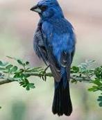 Braziliaanse blauwe bischoppen, Dieren en Toebehoren, Meerdere dieren