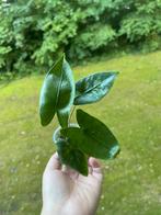 Alocasia Shattered Glass met knollen, Ophalen of Verzenden, Overige soorten, Minder dan 100 cm