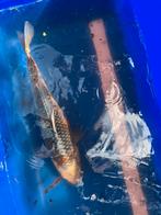 Koi karpers, Dieren en Toebehoren, Vissen | Vijvervissen, Karper of Koi