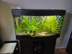 Juwel vision 180. Compleet of eventueel zonder vissen., Dieren en Toebehoren, Ophalen, Gebruikt, Gevuld zoetwateraquarium