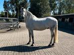 Mega lieve andalusiër ruin te koop, Dieren en Toebehoren, Paarden, Minder dan 160 cm, Ruin, Dressuurpaard, 3 tot 6 jaar