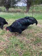 Zwarte Australorp Hanen, Dieren en Toebehoren, Pluimvee, Mannelijk, Kip