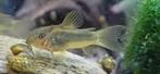 Baby corydoras gold stripe, Dieren en Toebehoren, Vissen | Aquariumvissen, Vis, Zoetwatervis