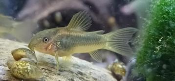 Baby corydoras gold stripe beschikbaar voor biedingen