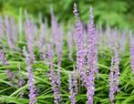 Liriope Muscari - Leliegras, Ophalen, Zomer, Vaste plant, Overige soorten