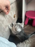 British kort haar poes, Dieren en Toebehoren, Katten en Kittens | Raskatten | Korthaar, Poes, Met stamboom, 0 tot 2 jaar