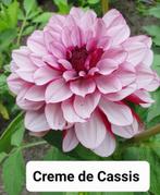 Diverse kleuren Dahlia's, Ophalen of Verzenden, Voorjaar, Volle zon, Knol