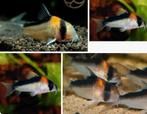Corydoras adolfoi gezocht, Dieren en Toebehoren, Vis