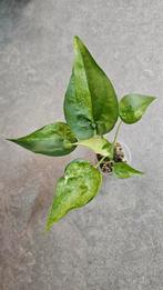 Alocasia Cucullata Aurea/Mint Variegata, Ophalen of Verzenden, Halfschaduw, Minder dan 100 cm