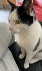 Onze kater vermist, Dieren en Toebehoren, Vermiste en Gevonden Dieren, Kat